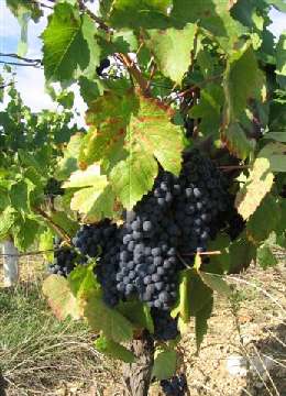 Vendanges 2005